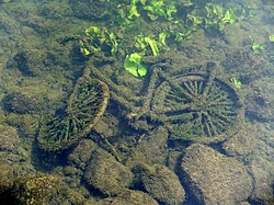 Bicycle in the Meuse River Maastricht