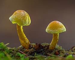 Grünblättriger Schwefelkopf (Hypholoma fasciculare) Bruderwald-20251031-RM-153709