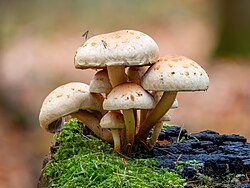 Grünblättriger Schwefelkopf (Hypholoma fasciculare) Bruderwald-20251031-RM-162333