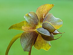 Zaaddozen Helleborus orientalis 19-05-2026 (d.j.b.)