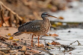 075 Sunbittern in Encontro das Águas State Park Photo by Giles Laurent
