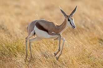 096 Juvenile Springbok jumping in Etosha National Park Photo by Giles Laurent